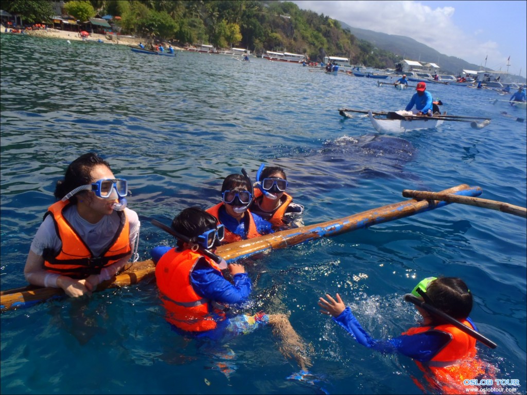 세부 오슬롭 고래상어 와칭 투어 – 2015년 4월 29일